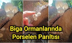 Biga Ormanlarında Porselen Parıltısı