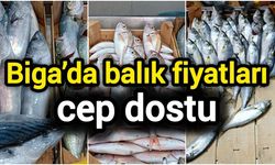 Biga’da balık fiyatları cep dostu