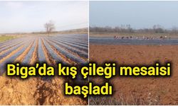 Çanakkale Biga’da kış çileği mesaisi başladı