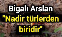 Bigalı Arslan: Nadir türlerden biridir