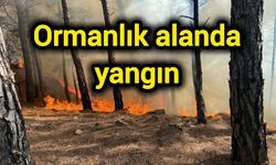 Ormanlık alanda yangın