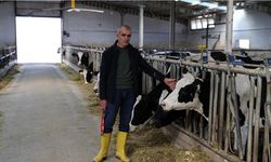 Günlük 1 ton süt elde ediyor