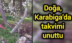 Doğa, Karabiga’da takvimi unuttu