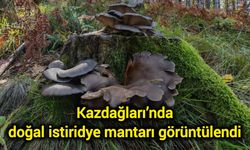Kazdağları’nda doğal istiridye mantarı görüntülendi