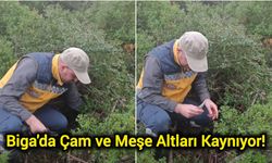 Biga'da Çam ve Meşe Altları Kaynıyor!