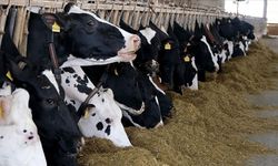 Et ve süt üretiminde arz sıkıntısı beklenmiyor