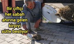 Bir çiftçi her sabah ahırına gelen kirpiyi sütle besliyor