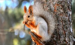 Kızıl sincaplar kış uykusu hazırlıklarına başladı