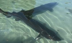 Mersin balığının korunması için 25 yıldır mücadele ediliyor