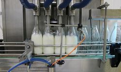 Toplanan inek sütü miktarı 892 bin 886 ton oldu