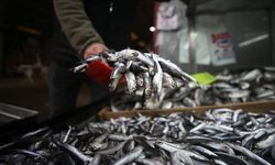 Türkiye'den 12 milyon 887 bin 842 dolarlık hamsi ihracatı