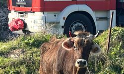 Kuyuya düşen inek itfaiye ekiplerince kurtarıldı