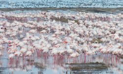 Göçmen kuşlar çeltik tarlalarında yiyecek arıyor