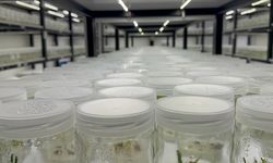 Akademisyenler ak zambağı geleceğe taşıyor