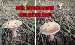 Biga ormanlarının efeleri bulundu
