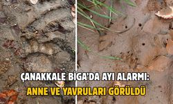 Çanakkale Biga’da ayı alarmı: Anne ve yavruları görüldü