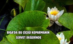 Çanakkale Biga’da bu çiçeği koparmanın bedeli servet değerinde