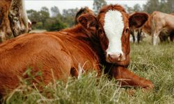 Damızlık hayvanlara 15 gün kuralı