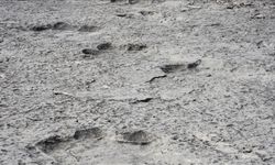 200 milyon yıllık binlerce dinozor ayak izi keşfedildi