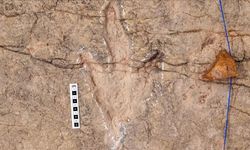 Dinozorlara ait 16 bin 600 ayak izi belgelendi