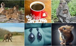 Dünyada 2025'te yaşanan tuhaf olaylar