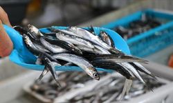 Türkiye'nin Hamsi İhracatı Yüzde 7 Arttı, Hedef Geçen Yılı Aşmak