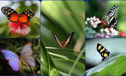 15 bin kelebekten görsel ziyafet