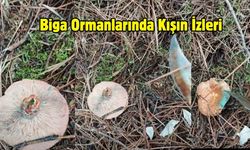 Biga Ormanlarında Kışın İzleri