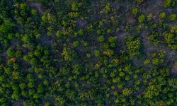 Türkiye, Ormanlık Alanını En Hızlı Artıran Ülkeler Arasında