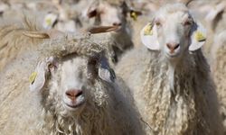 Tiftik, sözleşmeli üretim kapsamına alındı