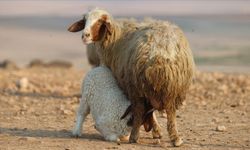 Türkiye’nin dev işletmesinde 60 bin kuzu dünyaya geldi