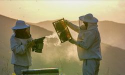 Türkiye’de o dönemde arı ölümleri artıyor