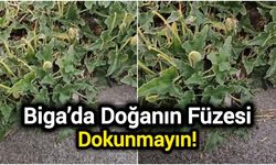 Biga’da Doğanın Füzesi: Dokunmayın!
