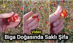 Biga Doğasında Saklı Şifa
