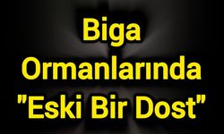 Biga Ormanlarında "Eski Bir Dost"