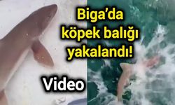 Biga’da köpek balığı yakalandı! Balıkçılardan örnek davranış