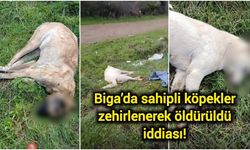 Biga’da sahipli köpekler zehirlenerek öldürüldü iddiası!