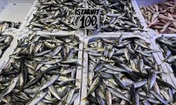 Orada hamsi ve istavrit 100 liradan satılıyor