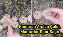 Kamuran Arslan Çaldı, Mantarlar Spor Saçtı