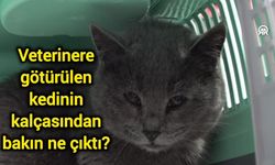 Veterinere götürülen kedinin kalçasından bakın ne çıktı?