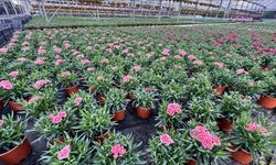 Kurakçıl peyzaja yönelik üretim!