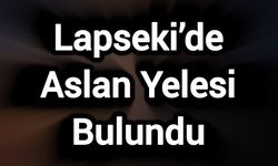 Lapseki’de Aslan Yelesi Bulundu