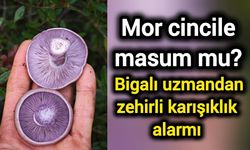 Mor cincile masum mu? Bigalı uzmandan zehirli karışıklık alarmı