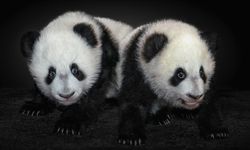 Japonya 50 yıl sonra pandasız kalacak