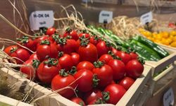 Sebzeler arasında en çok 3 sebzenin tohumu yurt dışına gönderiliyor