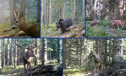 Yaban hayvanları fotokapanla görüntülendi