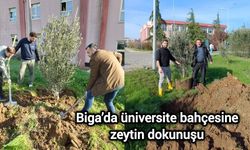 Biga’da üniversite bahçesine zeytin dokunuşu