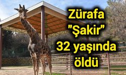 Zürafa "Şakir" 32 yaşında öldü