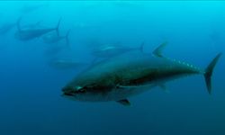 Türkiye'nin mavi yüzgeçli orkinos kotası 3 bin 95 tona yükseldi