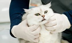 Zoonotik hastalıklara karşı Türkiye güçleniyor